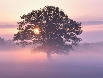 Breathe Into Presence