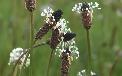 Breathe Into Your Heart