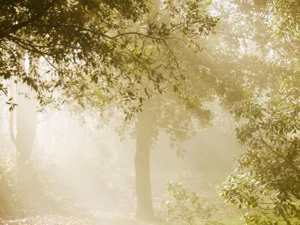 Breathe & Reset