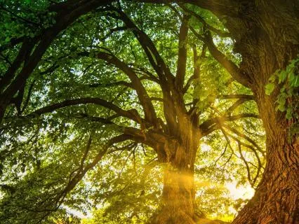 Breathe, Soften, Receive: A Journey To Your Inner Message