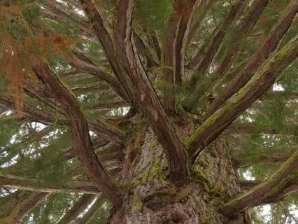 Breathe With A Tree