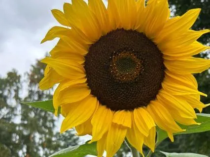 Breathe With Purpose: Sensory Vagus Nerve Stress Relief