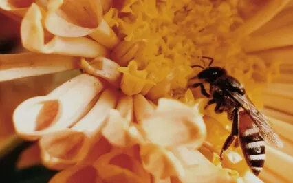 Breathe Your Way To Calm - Release Frustration & Agitation