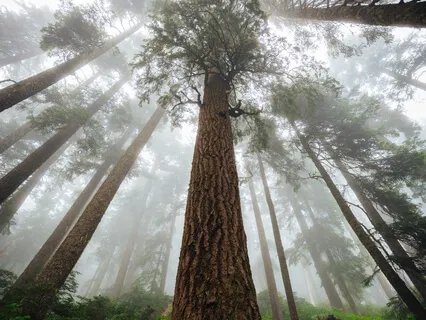 A Simple Walking Meditation