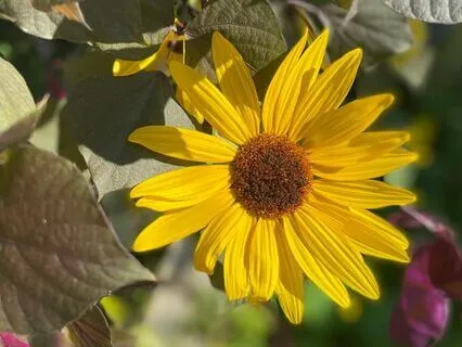 Guided Breathing Bells With Birds