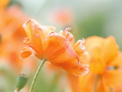 Breathing Color Meditation Visualisation