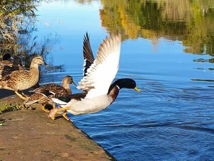Breathing For Beginners - A Guided Meditation