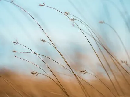 Breathing for Reducing Stress and Cultivating Calm