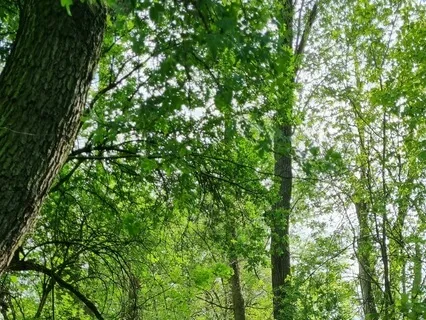 Breathing In Light, Breathing Out Dark