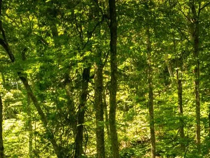 Breathing In The Earth Mother - A Simple Grounding Practice