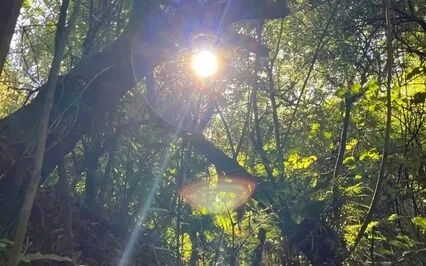 Breathing In The Forest (New Zealand)