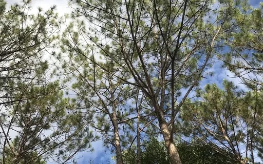 Breathing In, We're Home