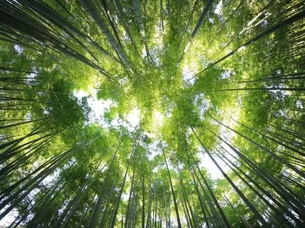 Breathing Into Gratitude 