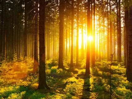 Breathing Light Into Our Fears: Election 2020 & Beyond