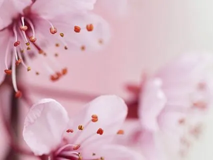 Breathing Light Into Wounds: Awakening The Pink Light Within