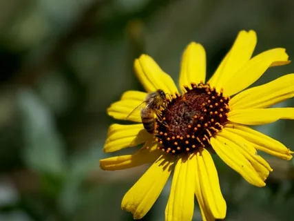 Breathing Meditation