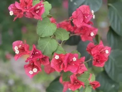 Breathing Meditation