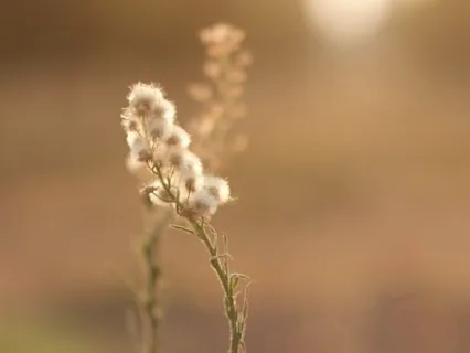 Breathing Meditation