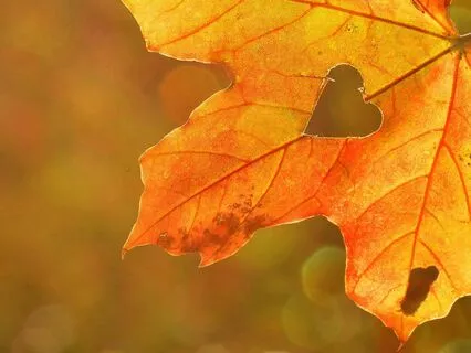 Breathing Meditation For Anxiety & Stress. Pranayama