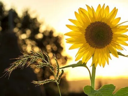 Breathing Meditation For Stress And Anxiety Relief