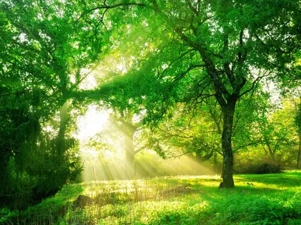 Breathing Reflections