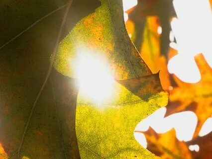 Breathing Self-Compassion: A Gentle Practice For Presence