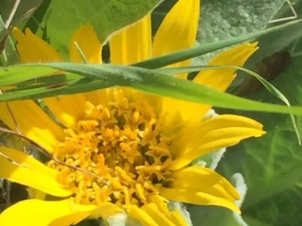 Breathing Through Emotions