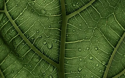 Breathing Through The Seasons: An Embodied Meditation