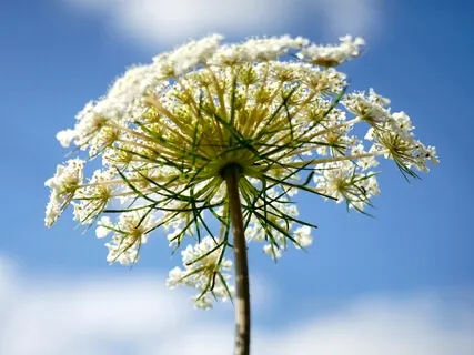 Breathing To Oneness