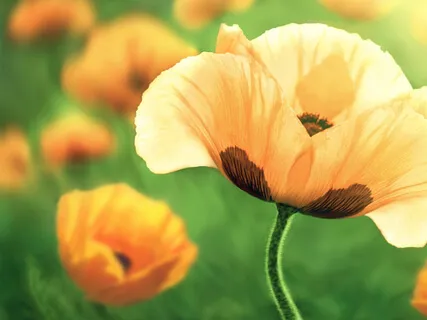 Breathing With Feelings And Resourcing Ourselves