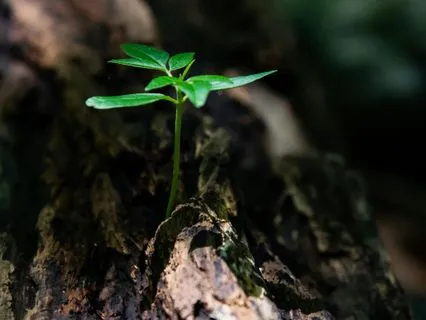 Breathing With Nature: Guided Inner Sustainability