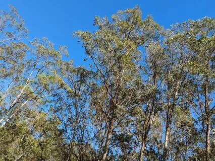 Breathing With Presence