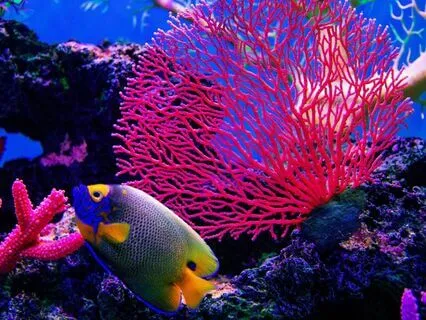 Breathing With The Ocean Calming Kids Visualization To Relax