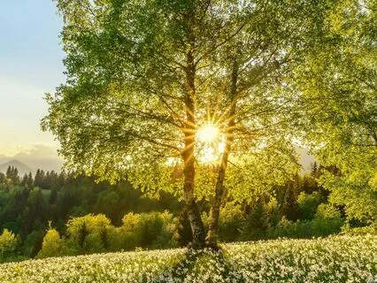 Breathing With The Trees ~ Entering The Nondual Breath