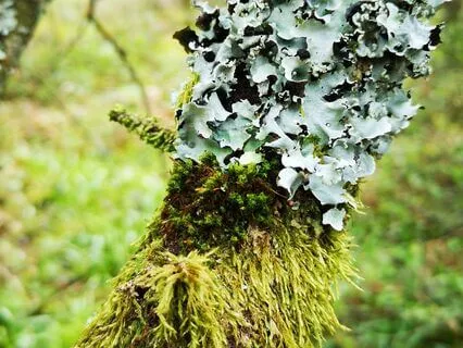 Breathing With The Trees: Nature Connection