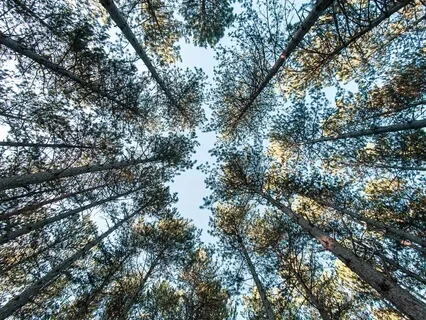 Breathing With The Trees: Walking Meditation