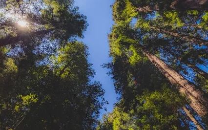 Breathing With The Trees