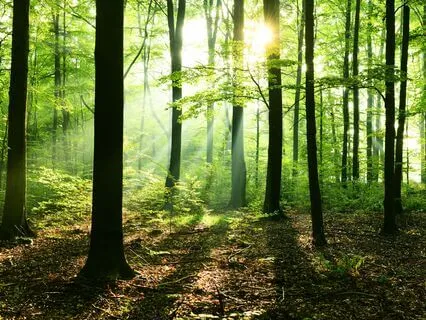 Breathing With Trees Meditation