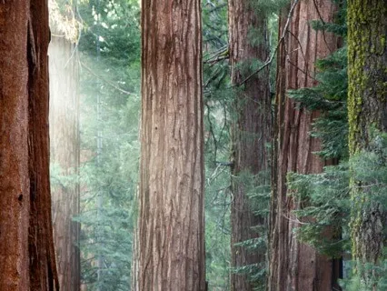 Breathing With Trees