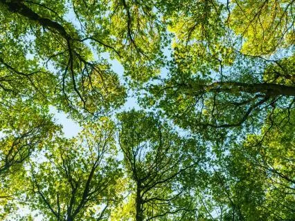 Breathing With Trees