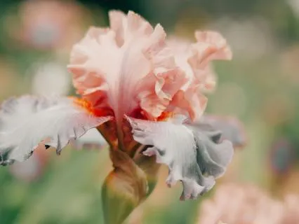 Breathwork For Anxiety Relief & Connecting To Your Purpose