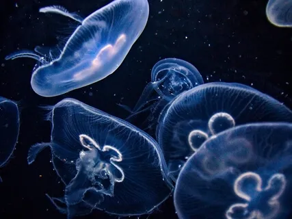 Breathwork For Inner Calm