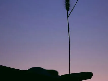 Breathwork For Nervous System Regulation