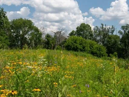 Breeze in the Meadow