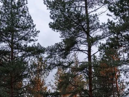 Breeze In The Pines