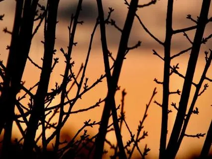 Breezy Refuge | One Hour Ambient Music, Wind And Birdsong