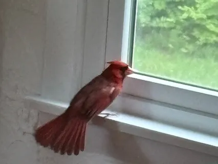 Brenda Shoshanna: Zen-Informed Conversation About Authority