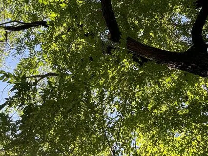 Bridges A Somatic Sound Journey