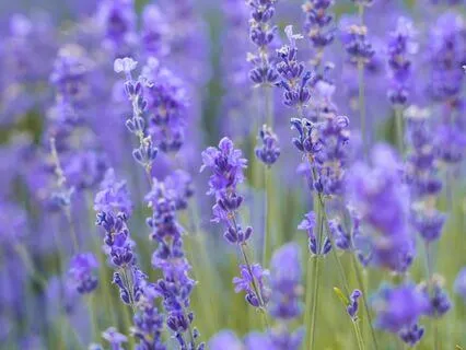 Brief Centering Mindfulness Meditation