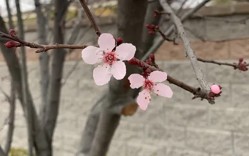 Brief Gratitude Meditation For Earth